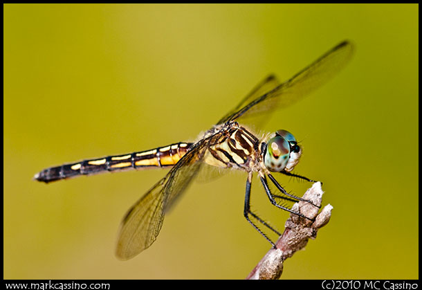 Blue Dasher Dragonfly