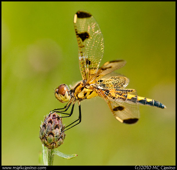 Califo Pennant Dragonfly