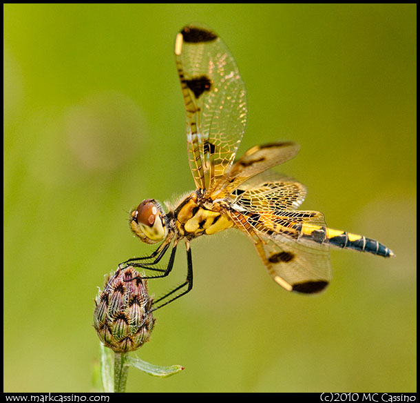 Calico Pennant Dragonfly Califo Pennant Dragonfly