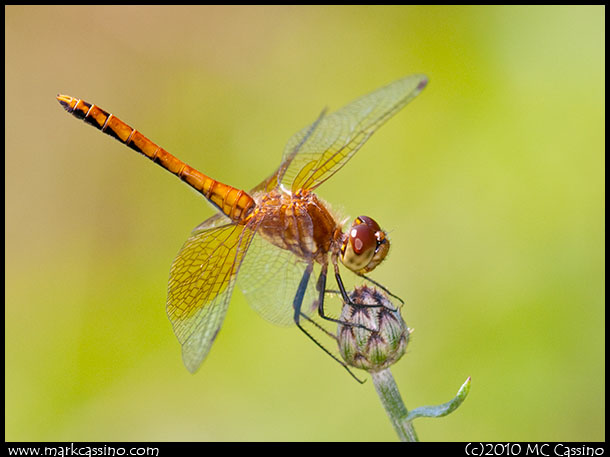 Band Winged Meadowhawk