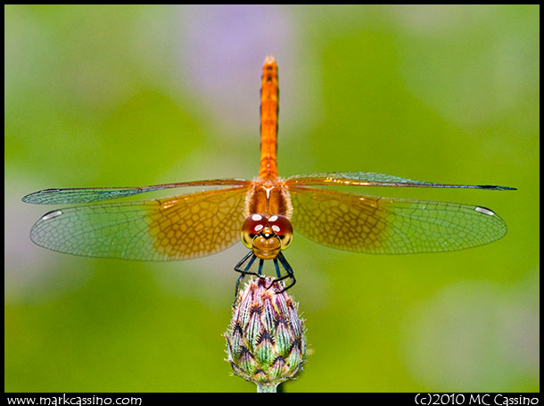 Band Winged Meadowhawk