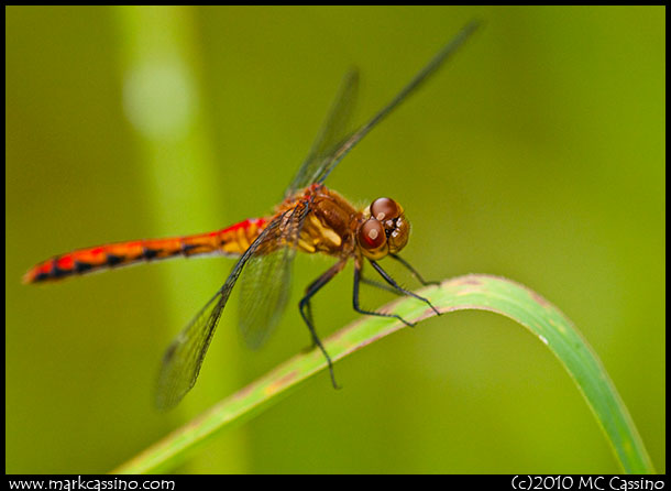 Red Meadowhawk Dragonfly