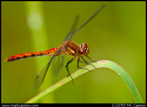 Red Meadowhawk Dragonfly Red Meadowhawk Dragonfly