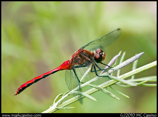 Red Meadowhawk Dragonfly