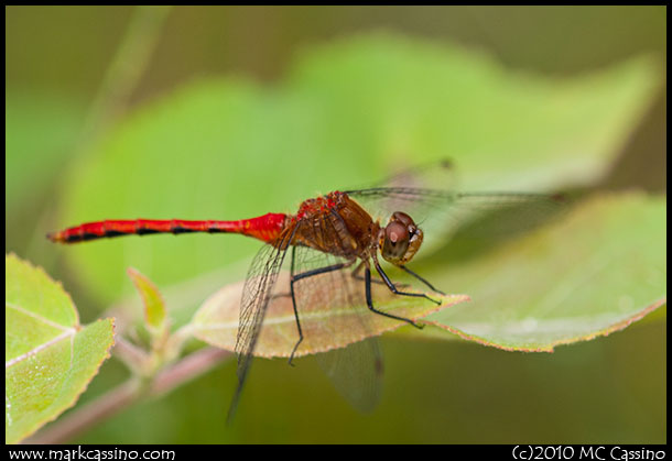 Red Meadowhawk Dragonfly