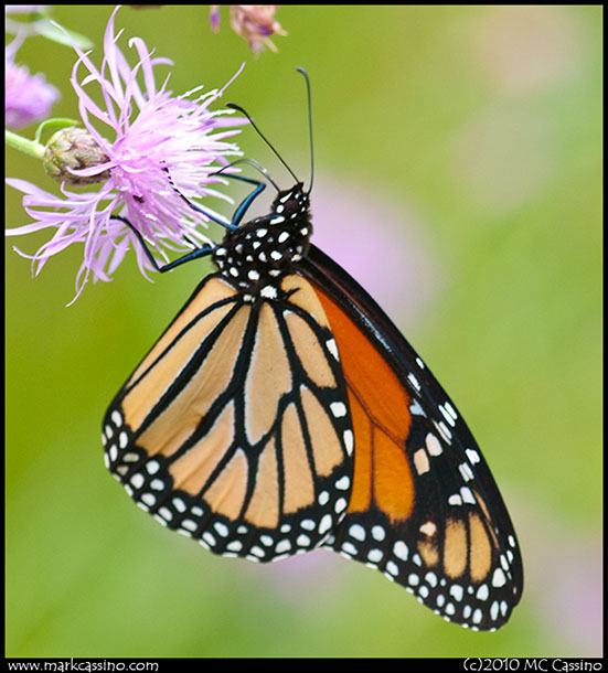 MOnarch Butterfly