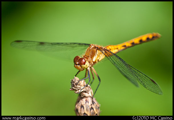 Meadowhawk Dragonfly