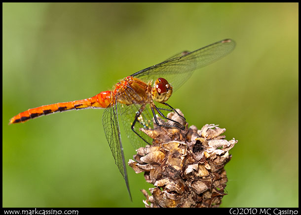 Meadowhawk Dragonfly