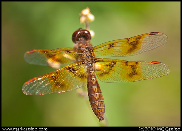 Eastern Amberwing Dragonfly