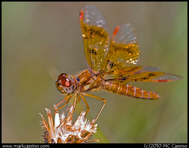 Eastern Amberwing Dragonfly