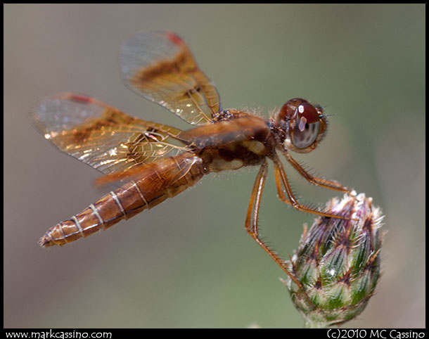 Eastern Amberwing Dragonfly