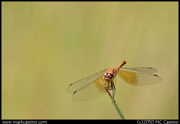 Band Winged Meadowhawk Dragonfly