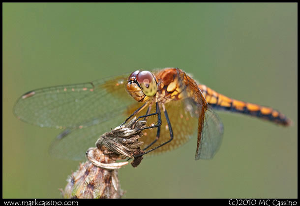 Band Winged Meadowhawk Dragonfly