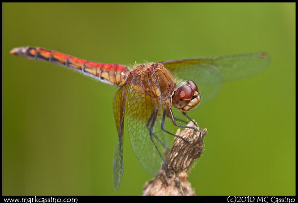 Band Winged Meadowhawk Dragonfly Band Winged Meadowhawk Dragonfly