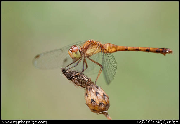 Meadowhawk Dragonfly