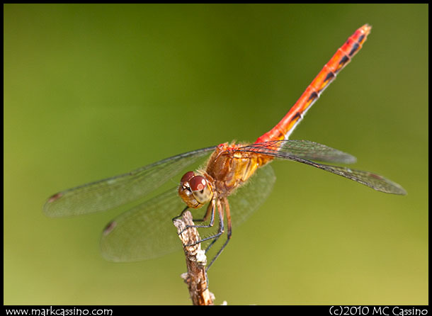 Red Meadowhawk Red Meadowhawk