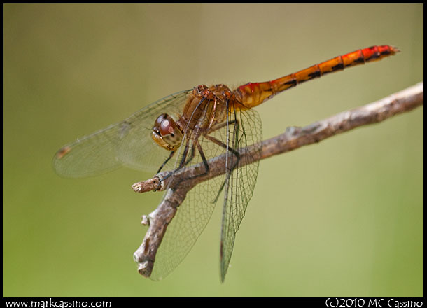 Red Meadowhawk Red Meadowhawk