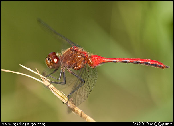 Red Meadowhawk Red Meadowhawk