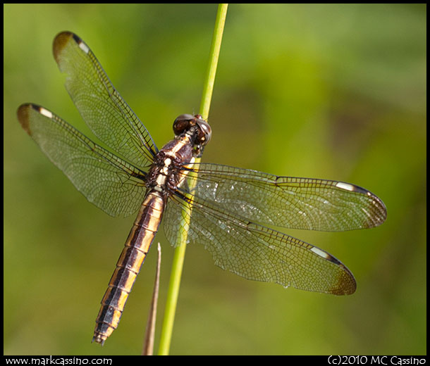 Spangled Skimmer Spangled Skimmer