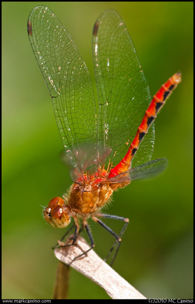 Red Meadowhawk Red Meadowhawk