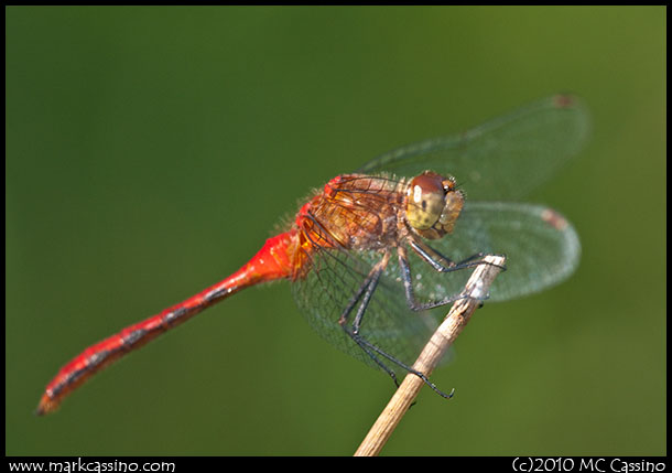 Red Meadowhawk