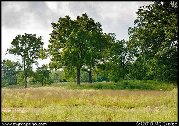 The Loggered Fields