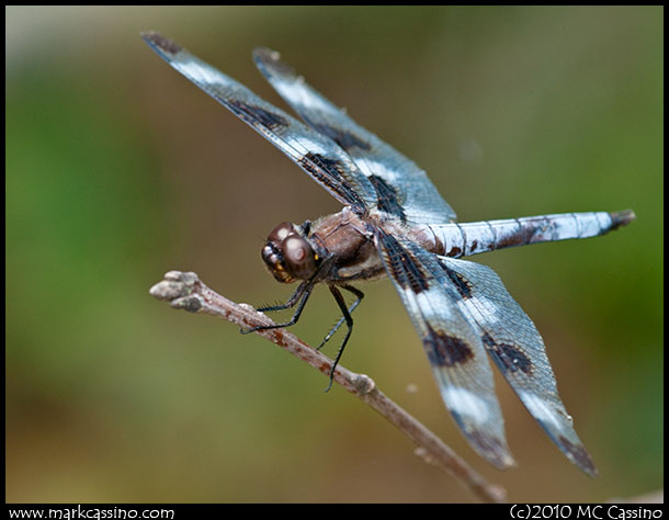Rwelve Spotted Skimmer Dragonfly