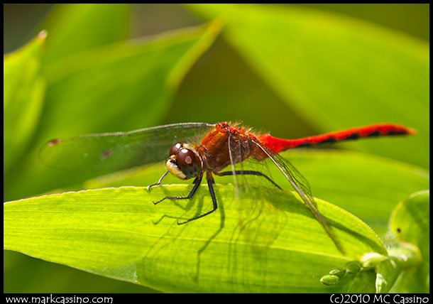 Whitefaced Meadowhawk Dragonfly