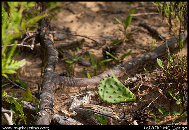 One Cactus Sprig