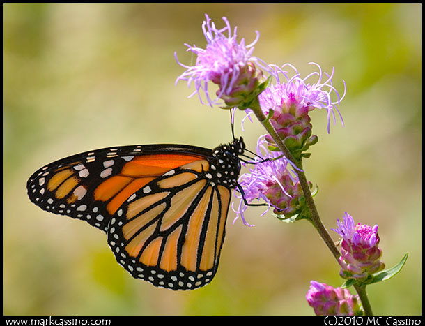 Photo of a MOndarch Butterfly on Ironweed