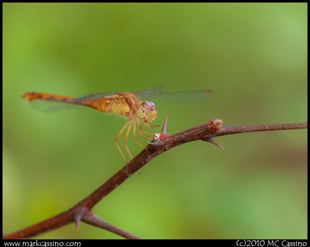 Yellow Legged Meadowhawk