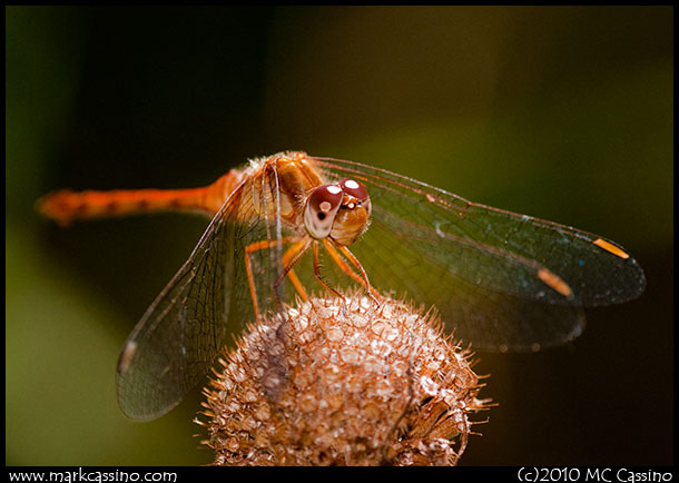 Autumn Meadowhawk