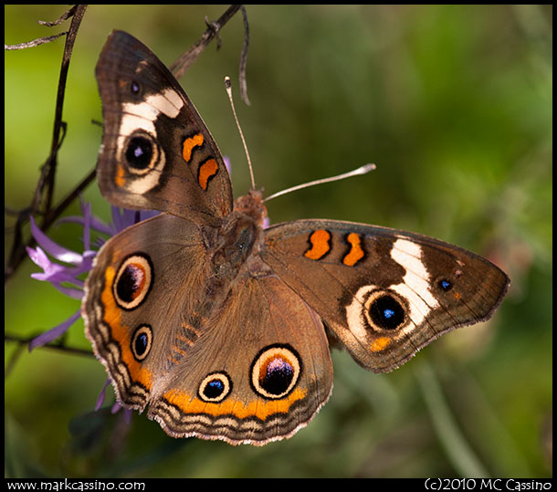 Buckeye Butterfly