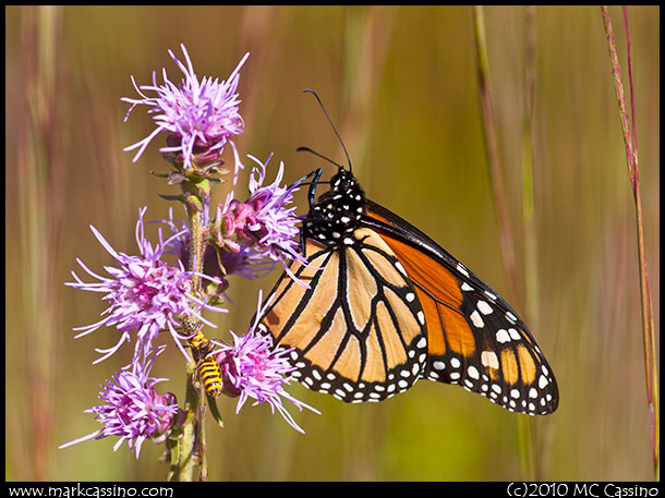 A photograph of a Monarch Butterfly