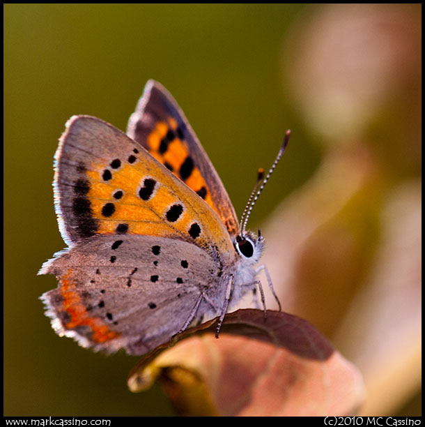 A photograph of an American Copper Butterfly