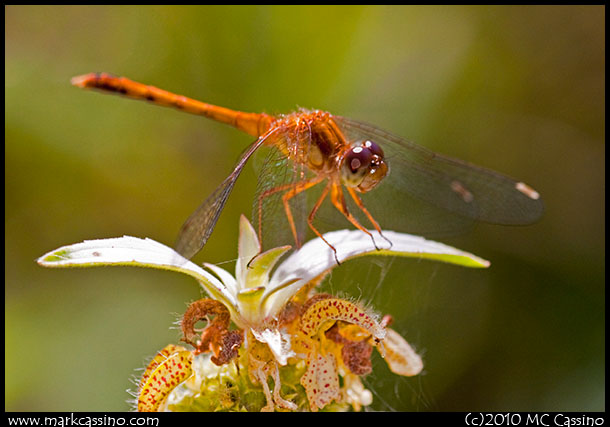 Atumn Meadowhawk Photograph of an Autumn Meadowhawk