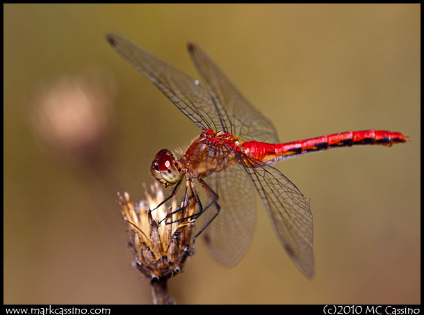 A photograph of a red meadowhawk dragonfly