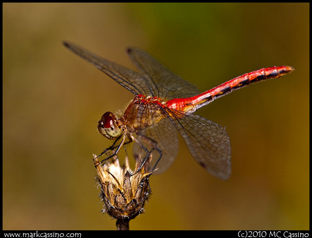 Red Dragon in Late Summer Red Dragon in Late Summer