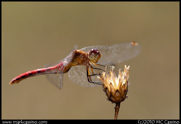 A photograph of a red meadowhawk dragonfly