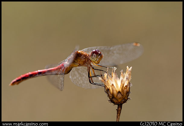 Red Meadowhawk A photograph of a red meadowhawk dragonfly