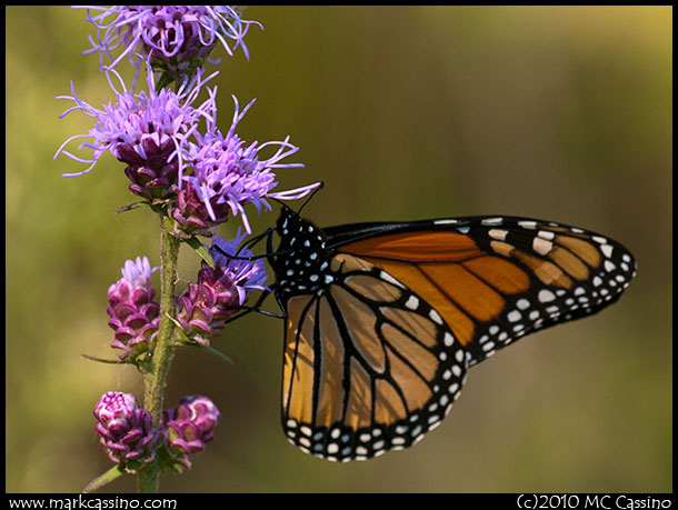 A photograph of a Monarch Butterfly