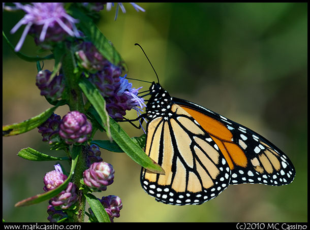 A photograph of a Monarch Butterfly
