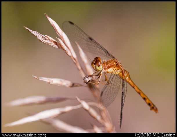 Dragonfly Photograph