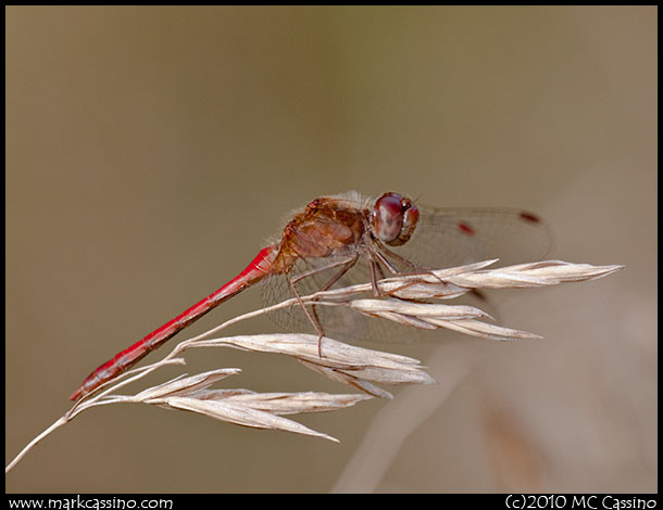 Dragonfly Photograph