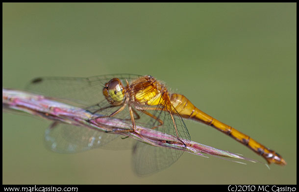 Dragonfly Photograph Dragonfly Photograph
