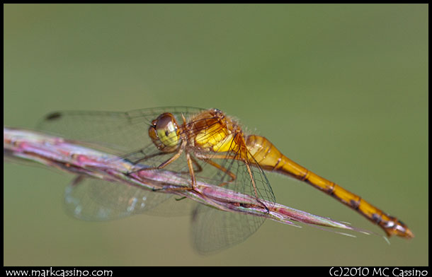 Dragonfly Photograph