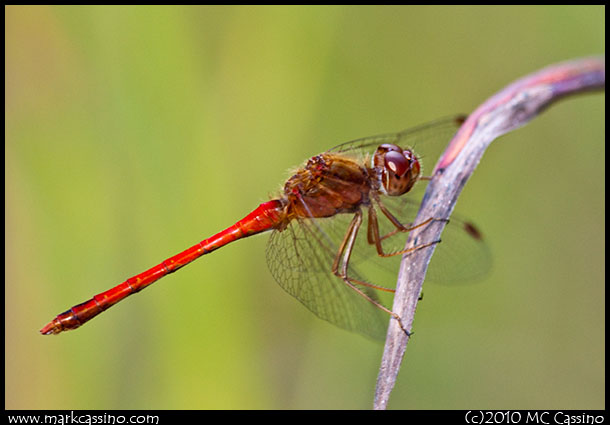 Dragonfly Photograph