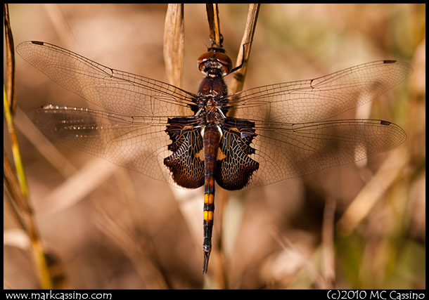 Dragonfly Photograph