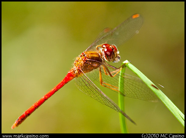 Dragonfly Photograph