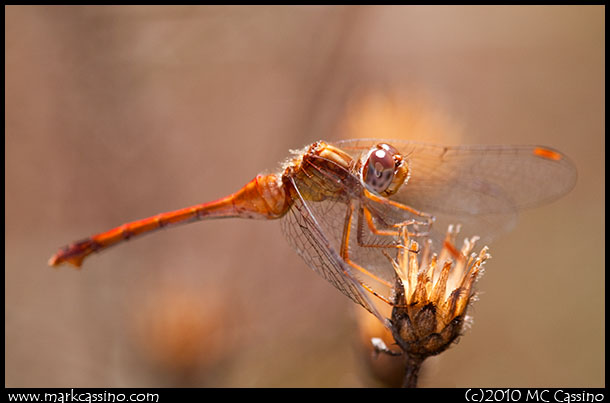 Dragonfly Photograph